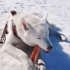 EXPLORER DOG Himalájský pamlsek s kokosem S