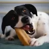 EXPLORER DOG Himalájský pamlsek s kokosem S