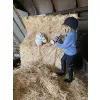 JABADABADO Hobby horse